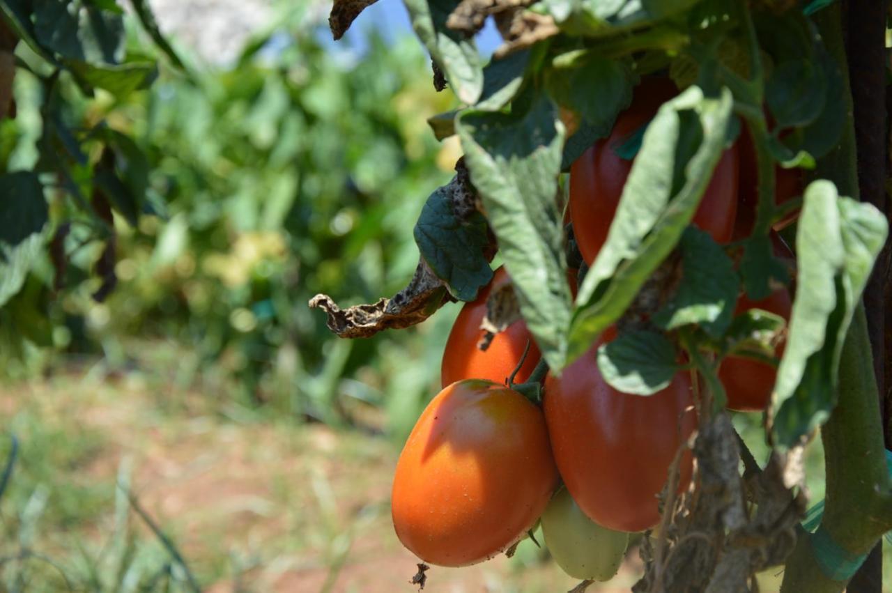 سانت يويس Turismo Rural Biniati Des Pi المظهر الخارجي الصورة